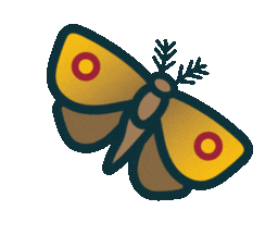 Small moth gif